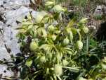 L'hellébore fétide : l'une des surprenante plante à fleurs vertes rencontrée sur ce trajet.