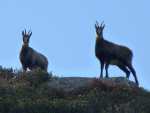 Deux chamois en train d'observer le photographe (un manque de timidité certainement du à l'interdiction permanente de la chasse dans cette zone)