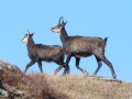 Deux chamois, probablement mère et petit