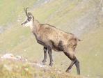 Chamois pas farouche