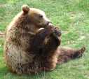 Ourson en plein repas.