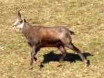 Chamois 1