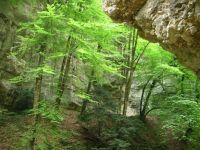 Vert sous roches