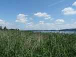 Vue par dessus les roseaux sur le bras de l'ile St-Pierre.