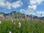 La dent de Lys côté Paccots.