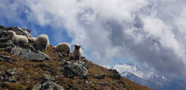 N. Moutons Barberine 2