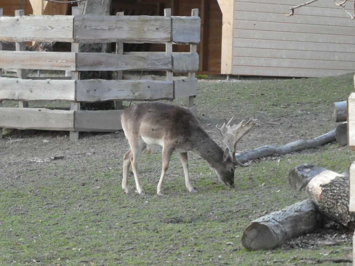 Un cerf broute sans râler dans la Campagne Vuillemin