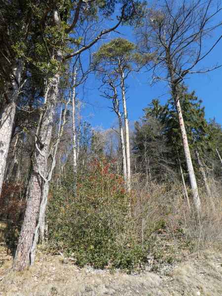 Montée en forêt après la montée dans les vignes