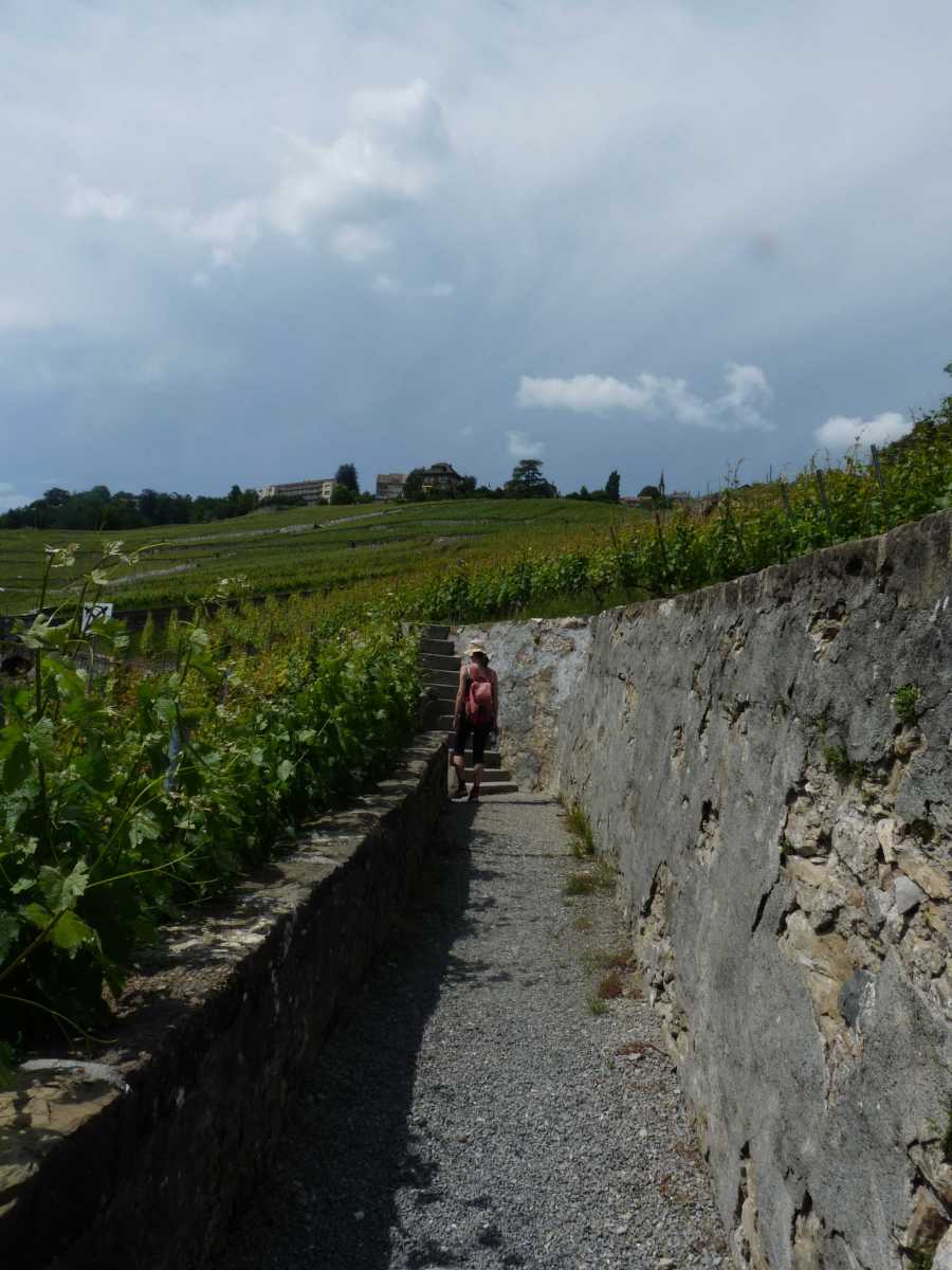 Vignes et muret