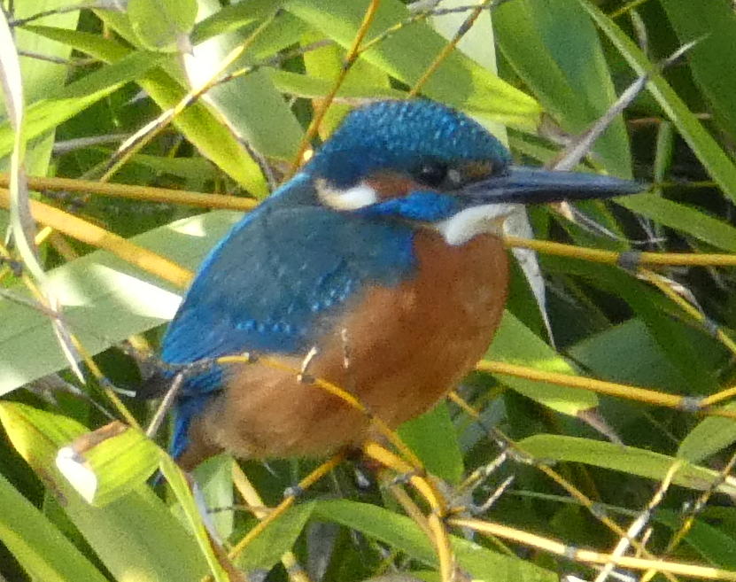 Martin-pêcheur 2