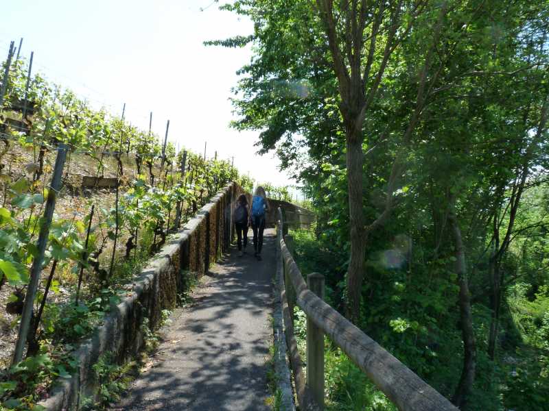 Vignes bucoliques et variées