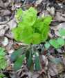 Une autre plante à fleurs vertes  l'euphorbe des bois