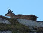 Chamois sur ciel bleu