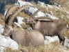 Randonnée très populaire à la Dent de Lys