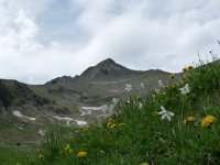 Le Grand S(*1) pris au zoom avec un petit rideau de narcices