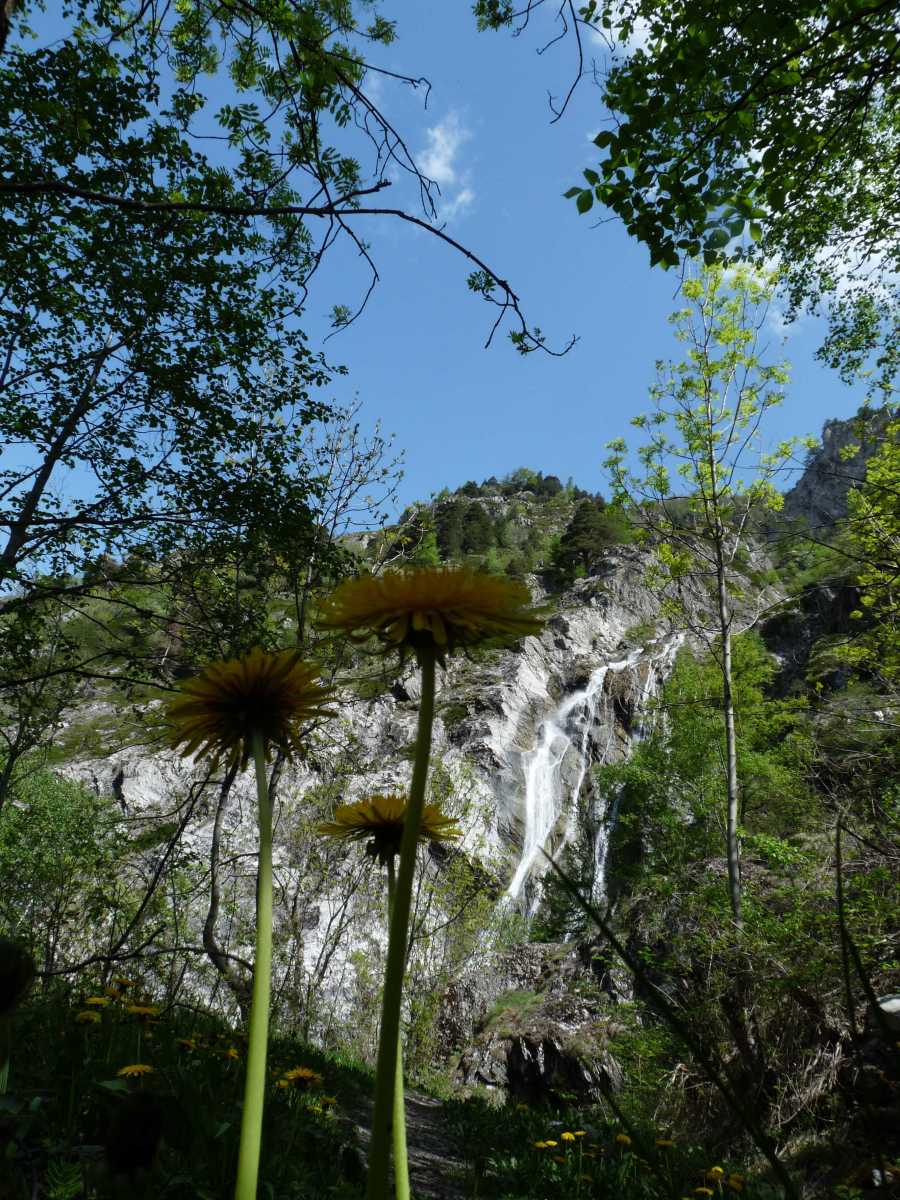 Pissenlits géants et cascade