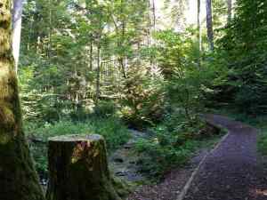 Piste en sous bois