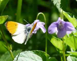 Papillon Jaune et Blanc avec apparemment un leurre défensif sur le thorax 